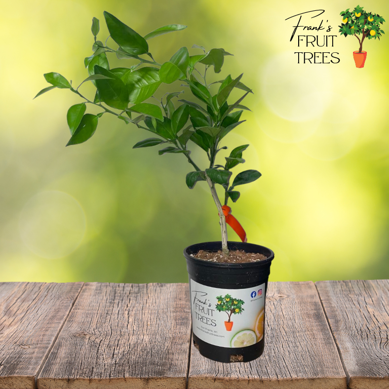 Orange Trees – Frank's Fruit Trees