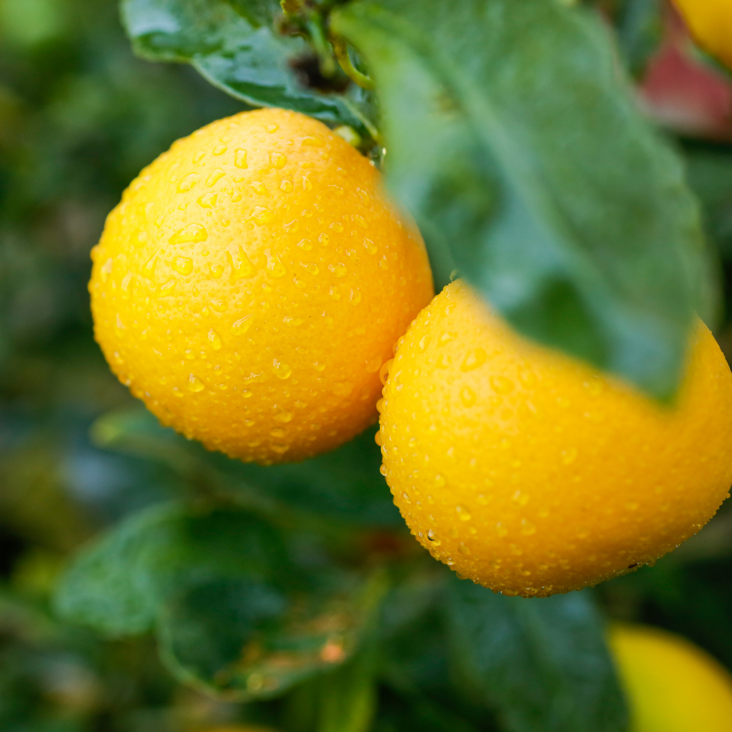 Sunquat (Lemonquat) Potted Tree