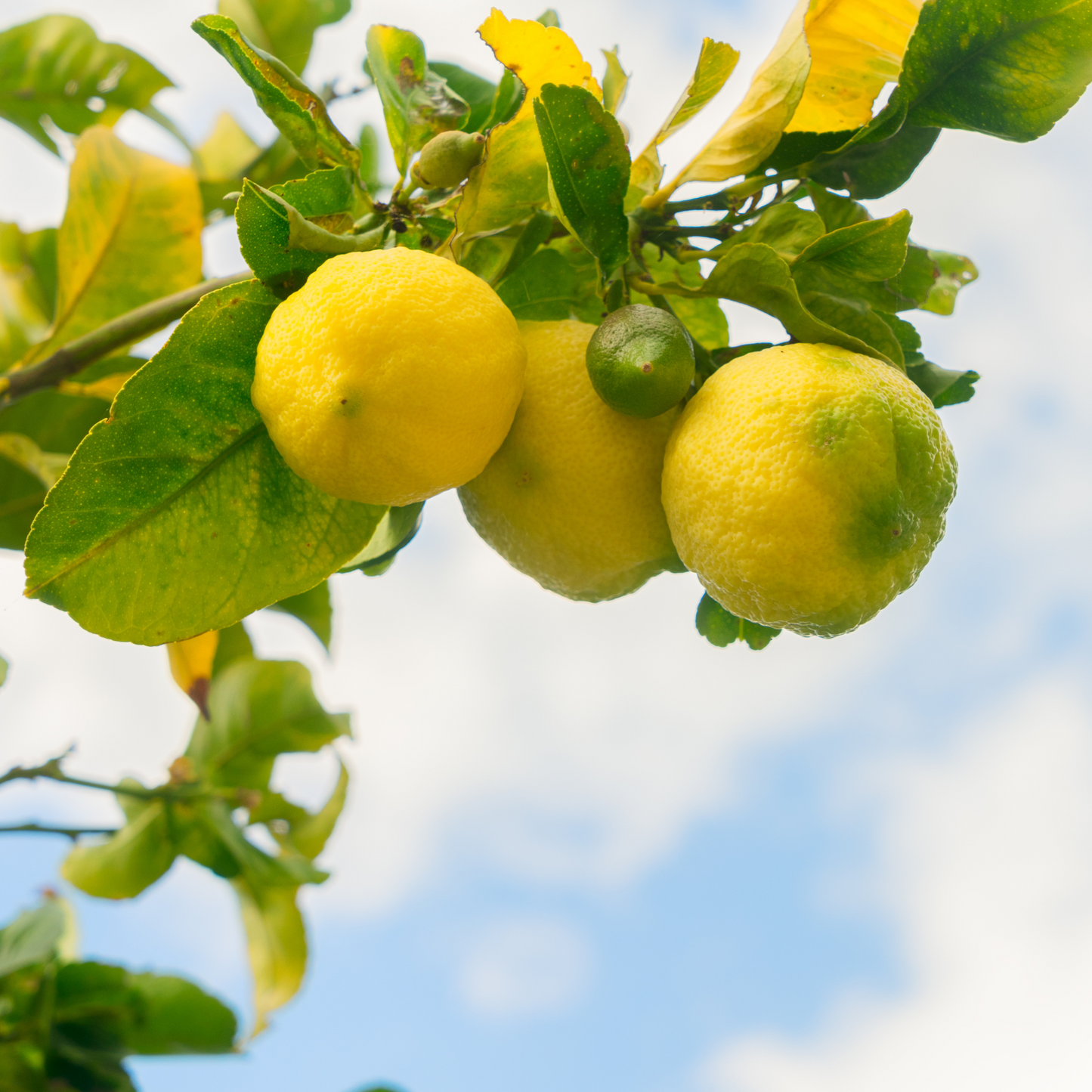 New Zealand Lemonade Potted Tree