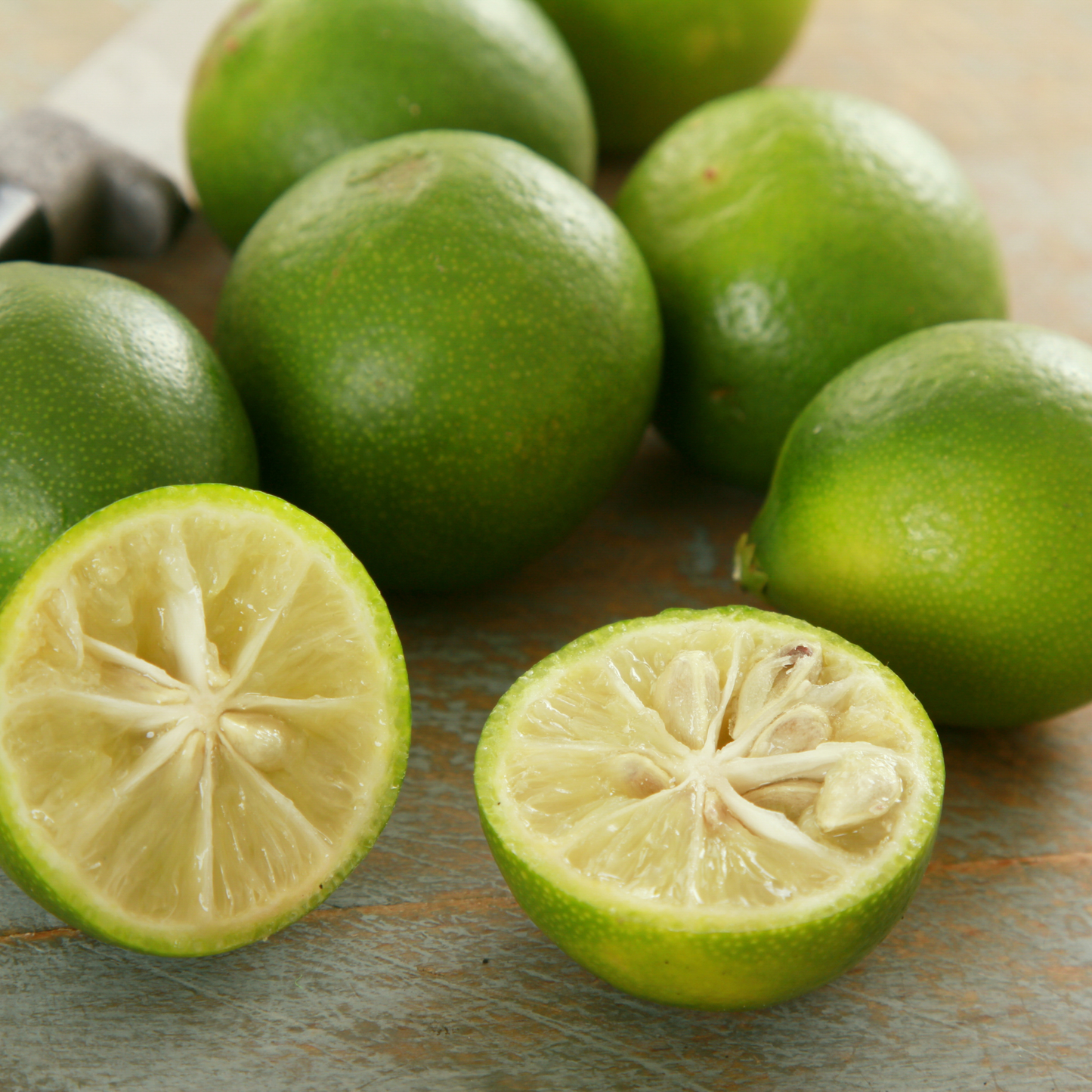 Limequat Potted Tree
