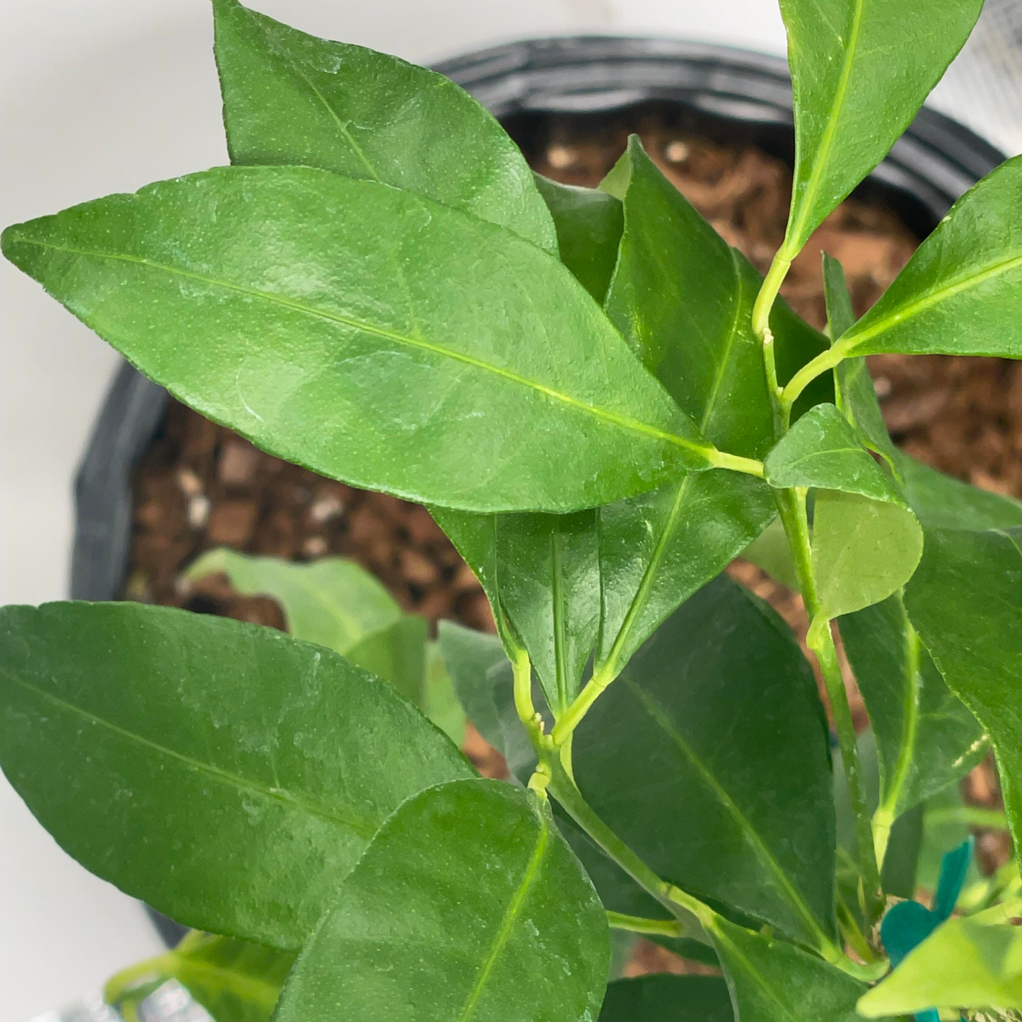 Sunquat (Lemonquat) Potted Tree