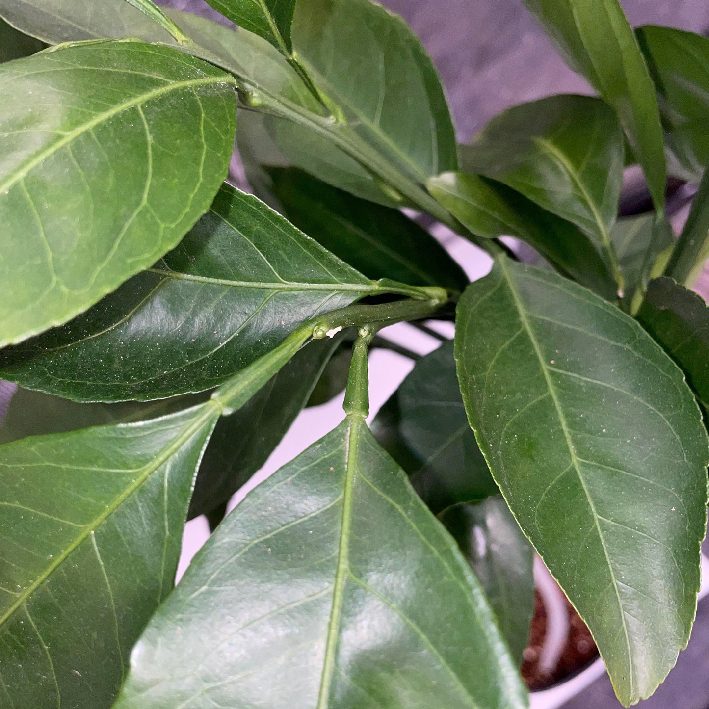 Dwarf Brown Select Satsuma Mandarin Potted Tree