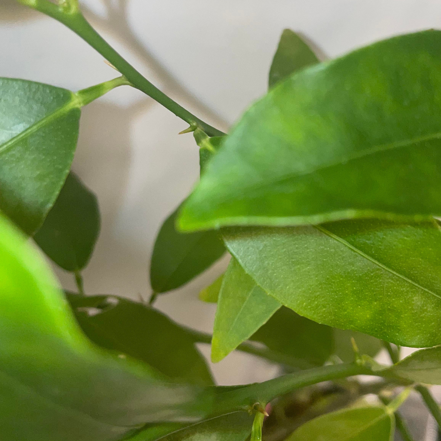 Limequat Potted Tree