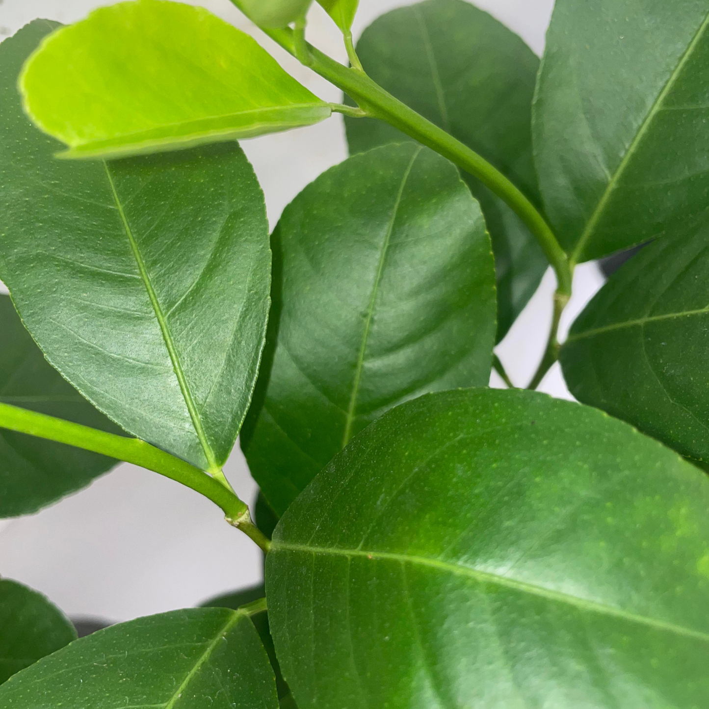 New Zealand Lemonade Potted Tree
