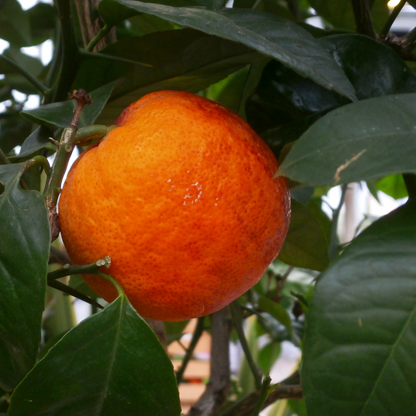 Smith Red Blood Orange Potted Tree