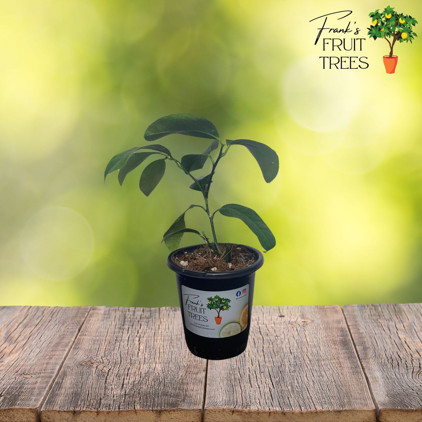 Meyer Lemon Potted Tree