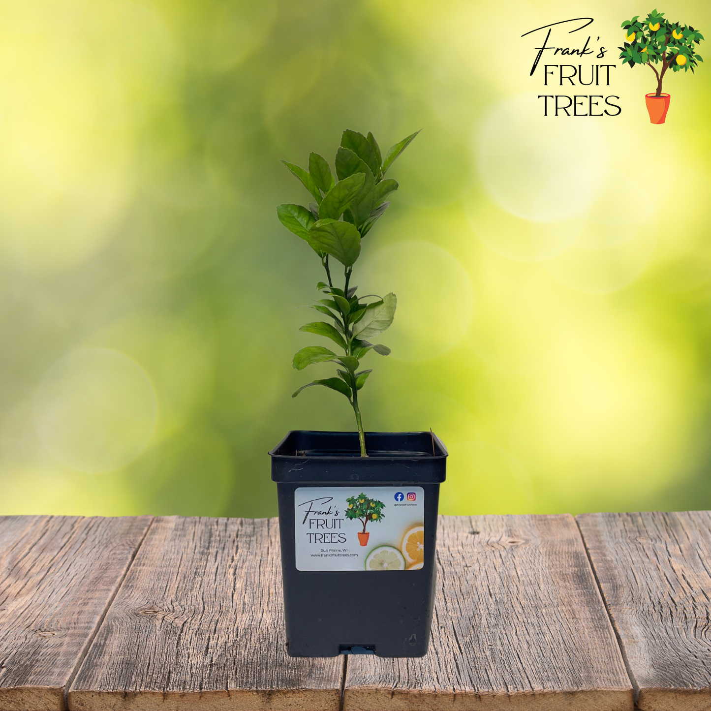 Key Lime Potted Tree
