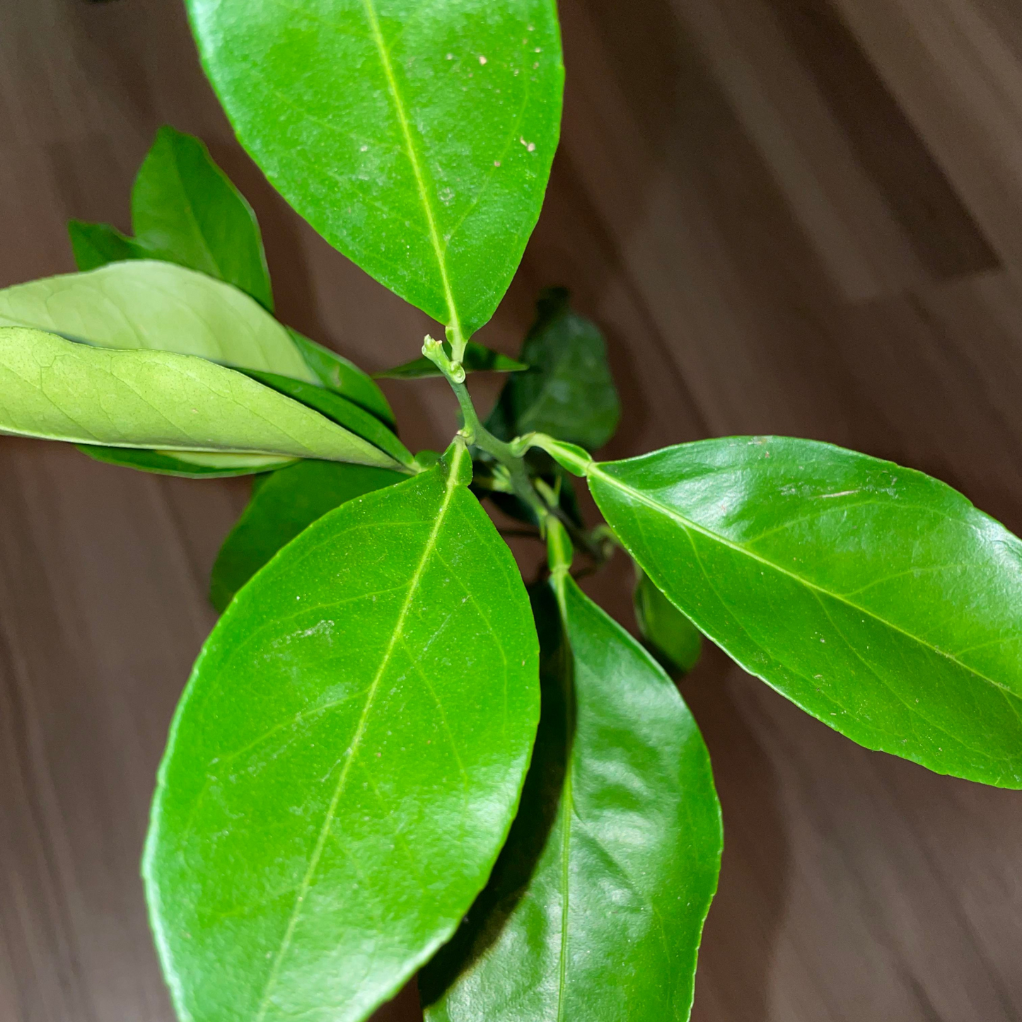 Smith Red Blood Orange Potted Tree