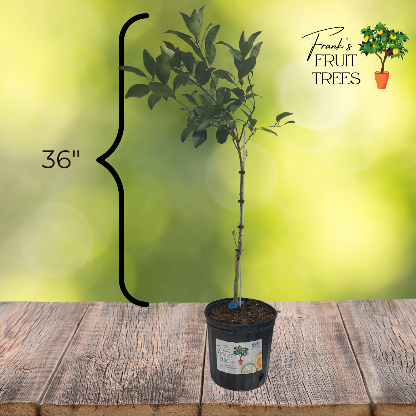 Navel Orange Potted Tree