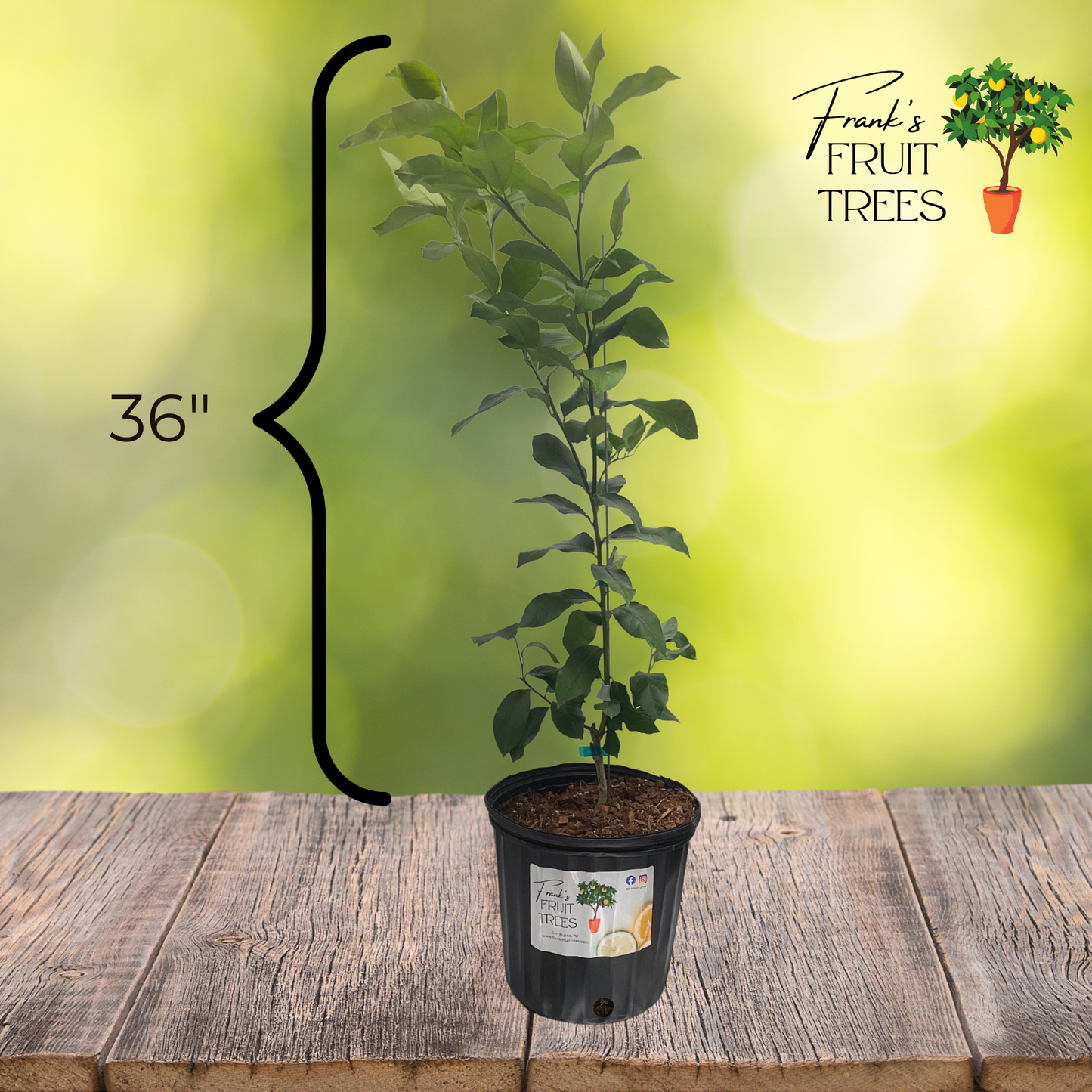 Femminello Siracusano Lemon Potted Tree