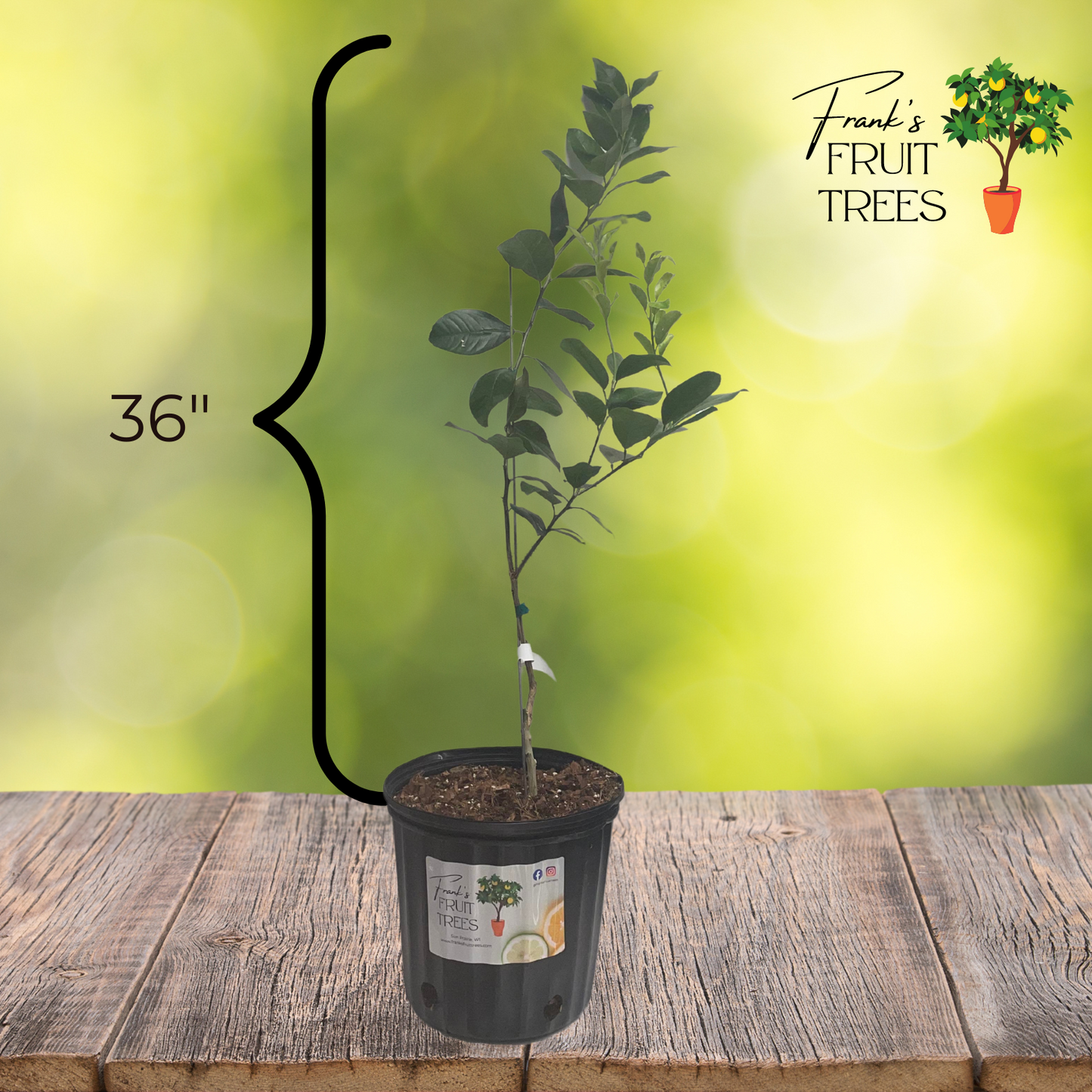 New Zealand Lemonade Potted Tree