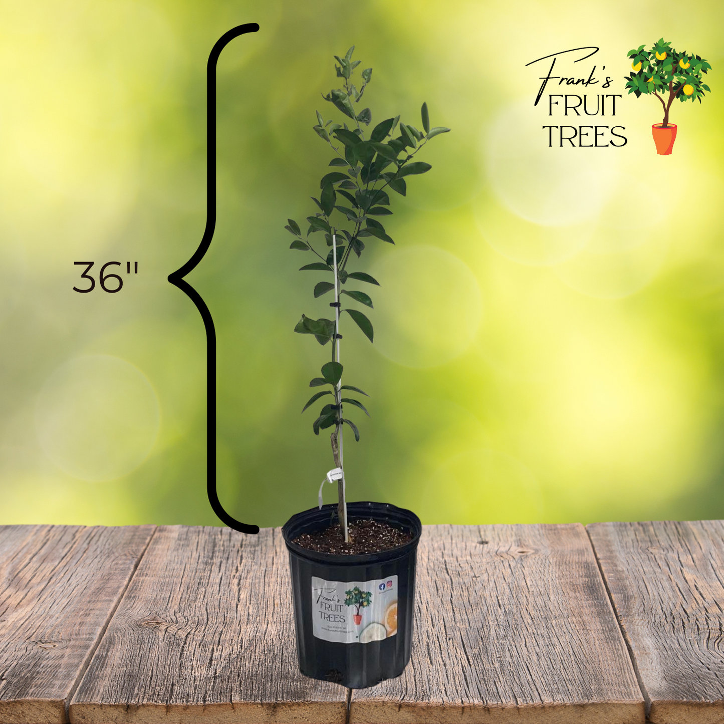 Murcott Mandarin Orange (Clementine) Potted Tree