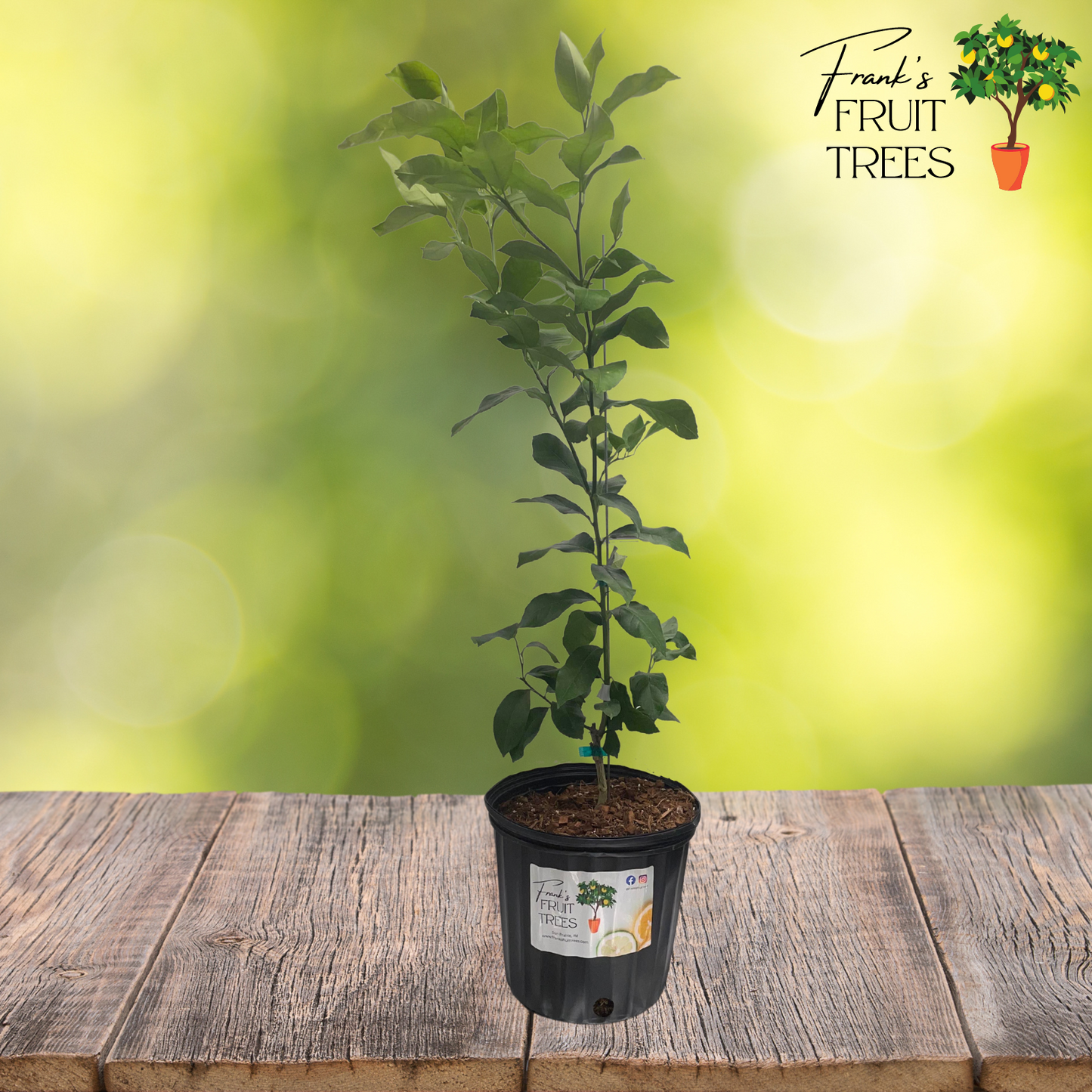 Femminello Siracusano Lemon Potted Tree