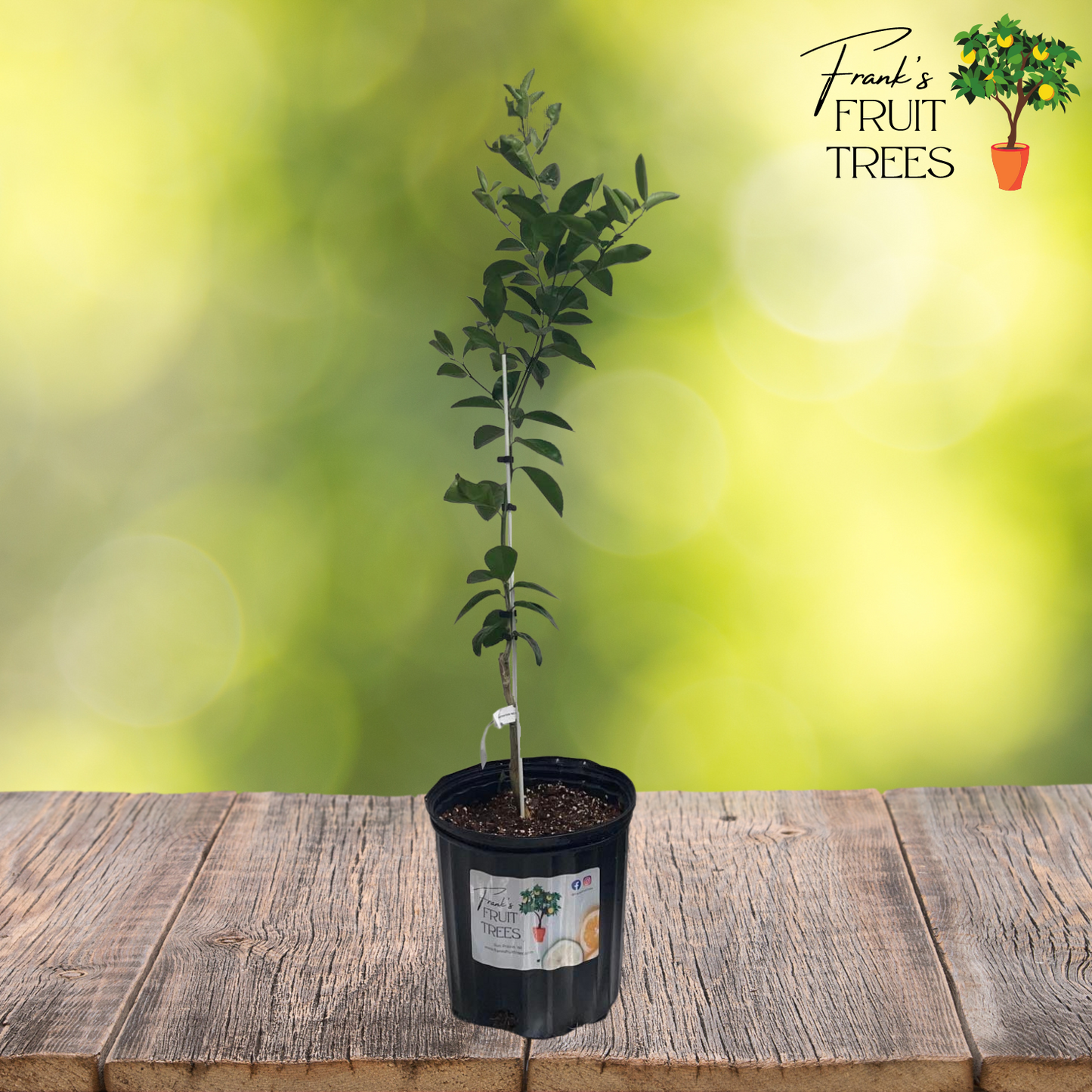 Murcott Mandarin Orange (Clementine) Potted Tree