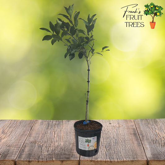 Navel Orange Potted Tree