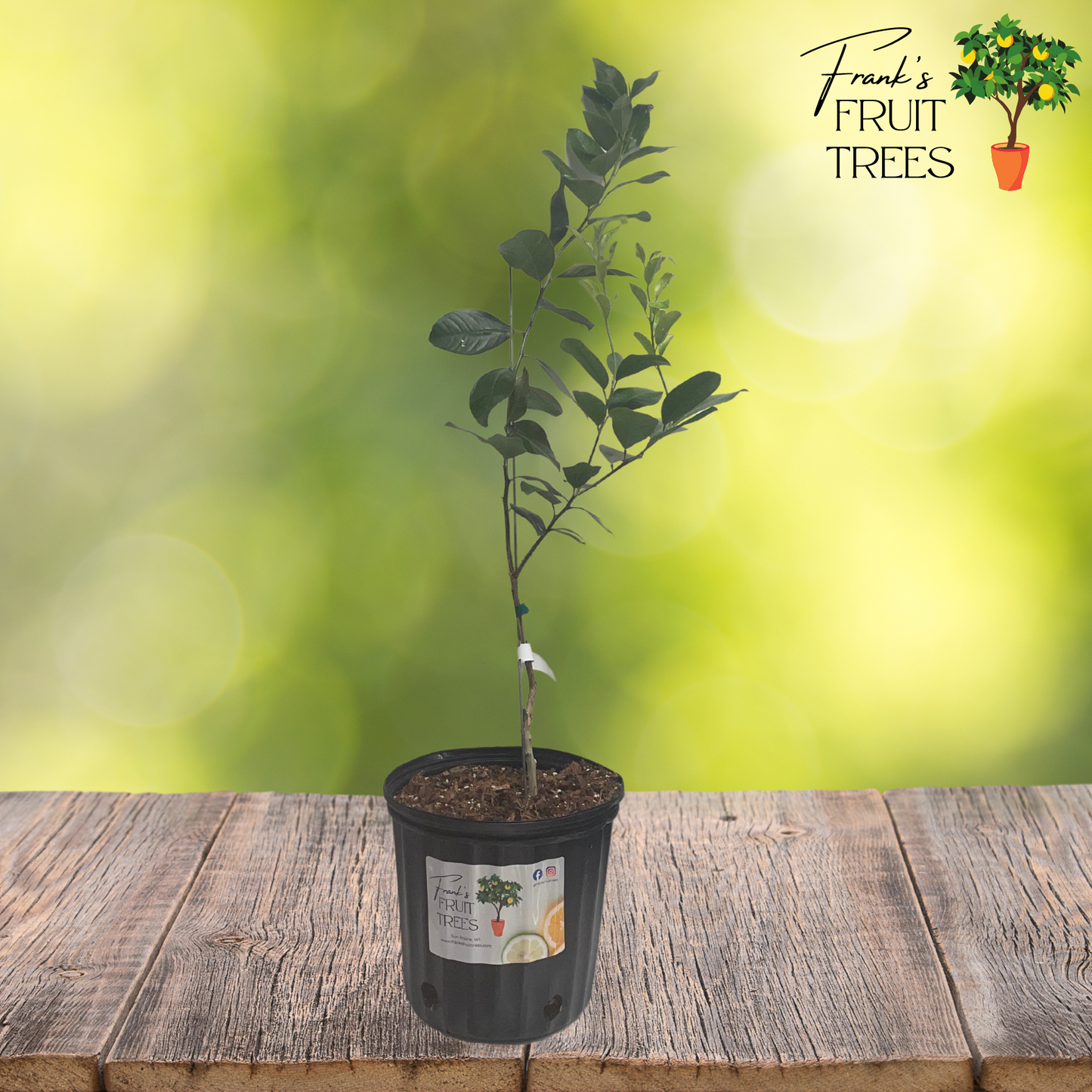 New Zealand Lemonade Potted Tree