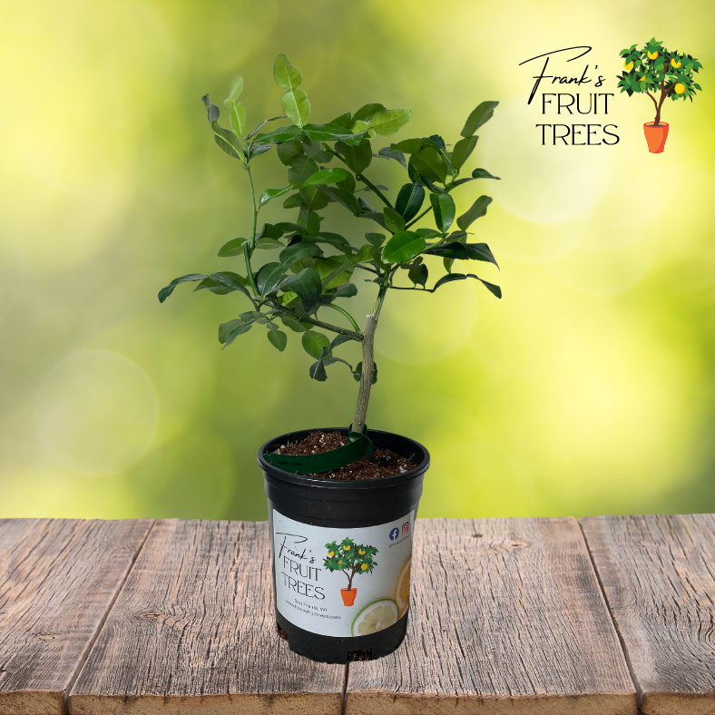 Makrut (Kaffir) Lime Potted Tree