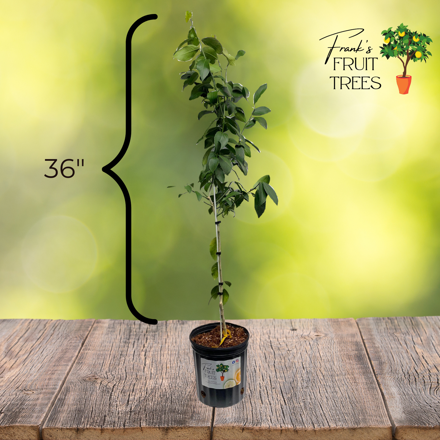 Meyer Lemon Potted Tree