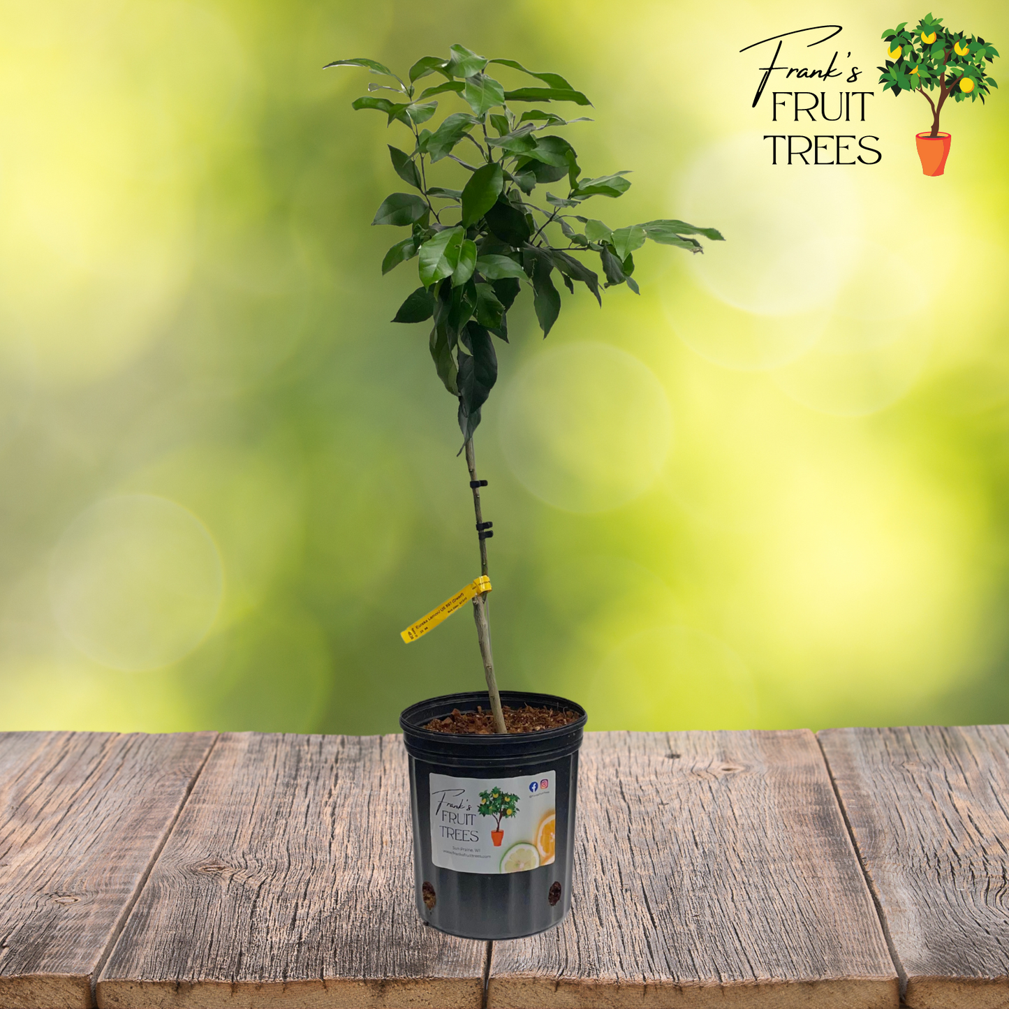 Eureka Lemon Potted Tree