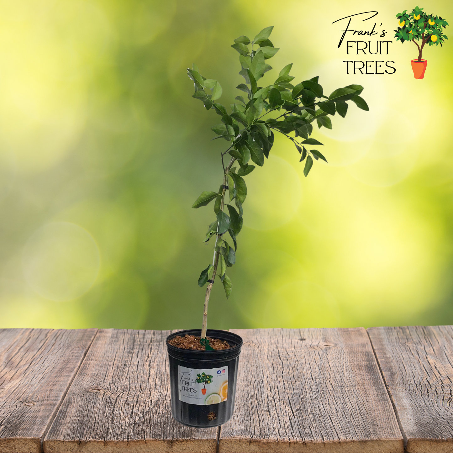 Persian Lime Potted Tree