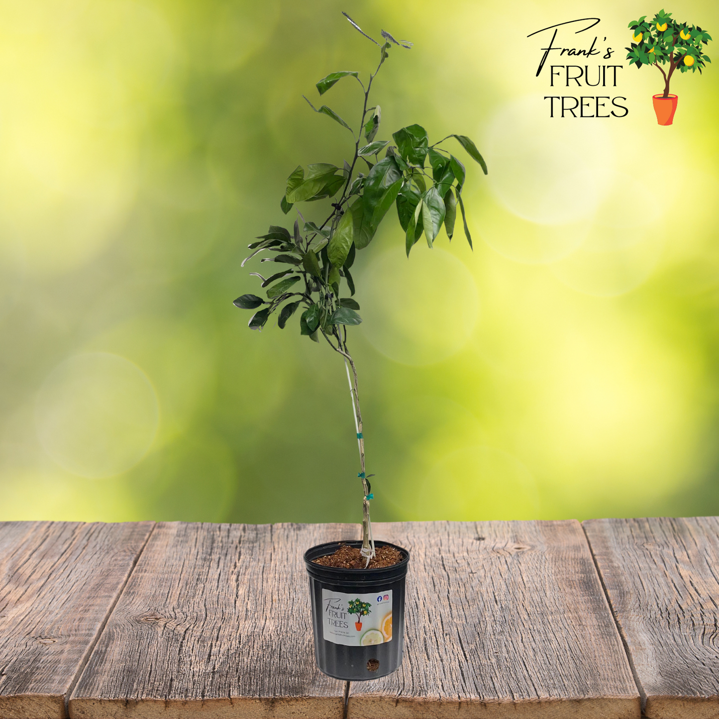 Dwarf Brown Select Satsuma Mandarin Potted Tree