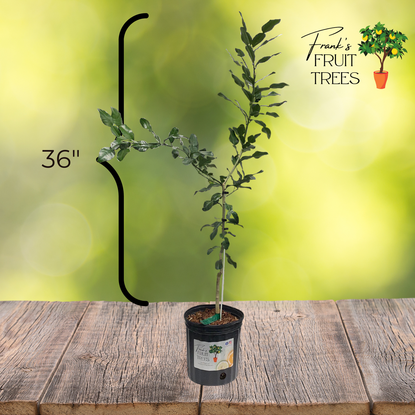 Makrut (Kaffir) Lime Potted Tree