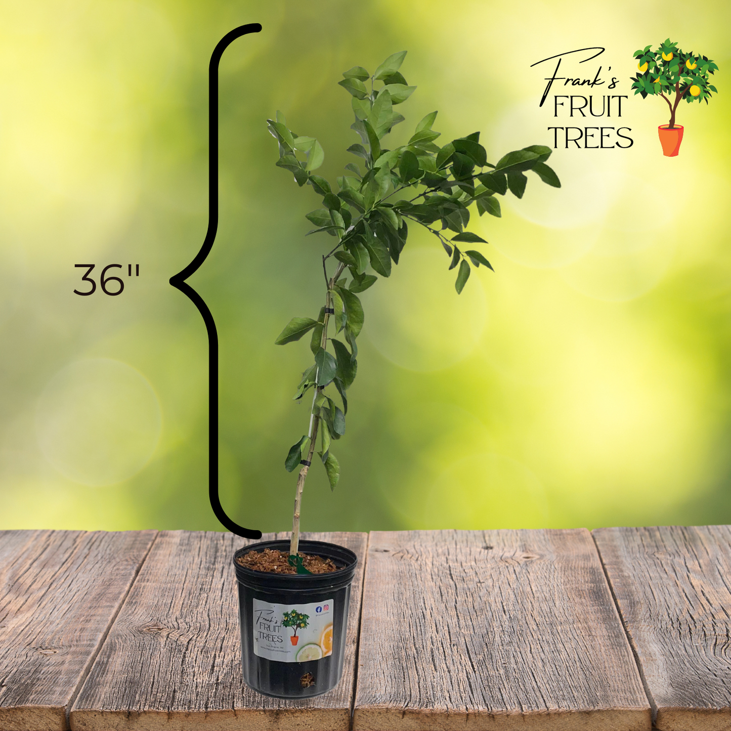 Persian Lime Potted Tree