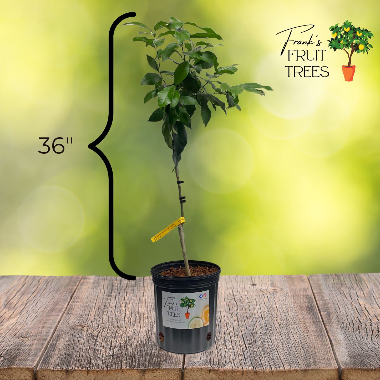 Eureka Lemon Potted Tree