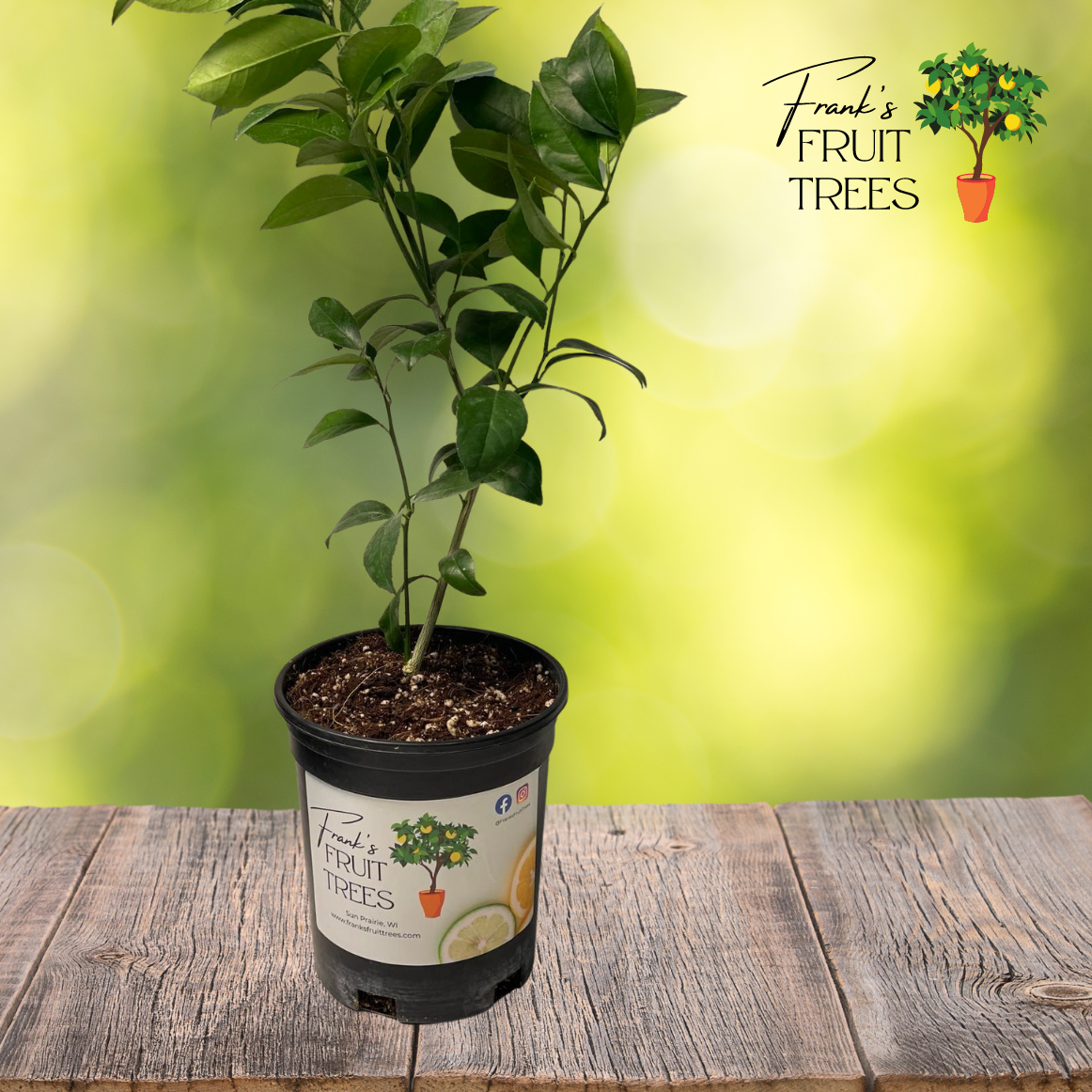 Meyer Lemon Potted Tree