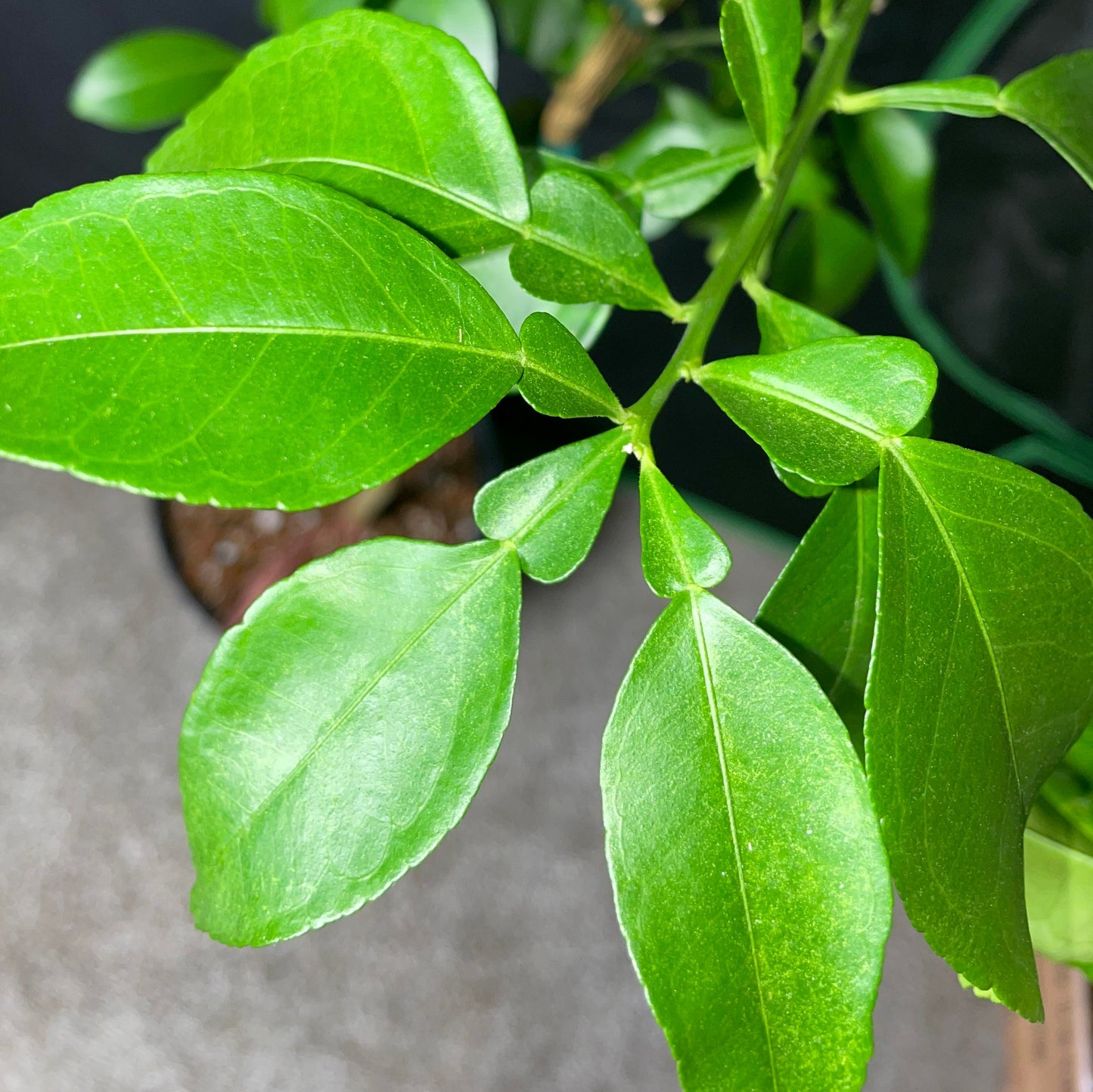 Dwarf Ruby Ray Grapefruit Potted Tree
