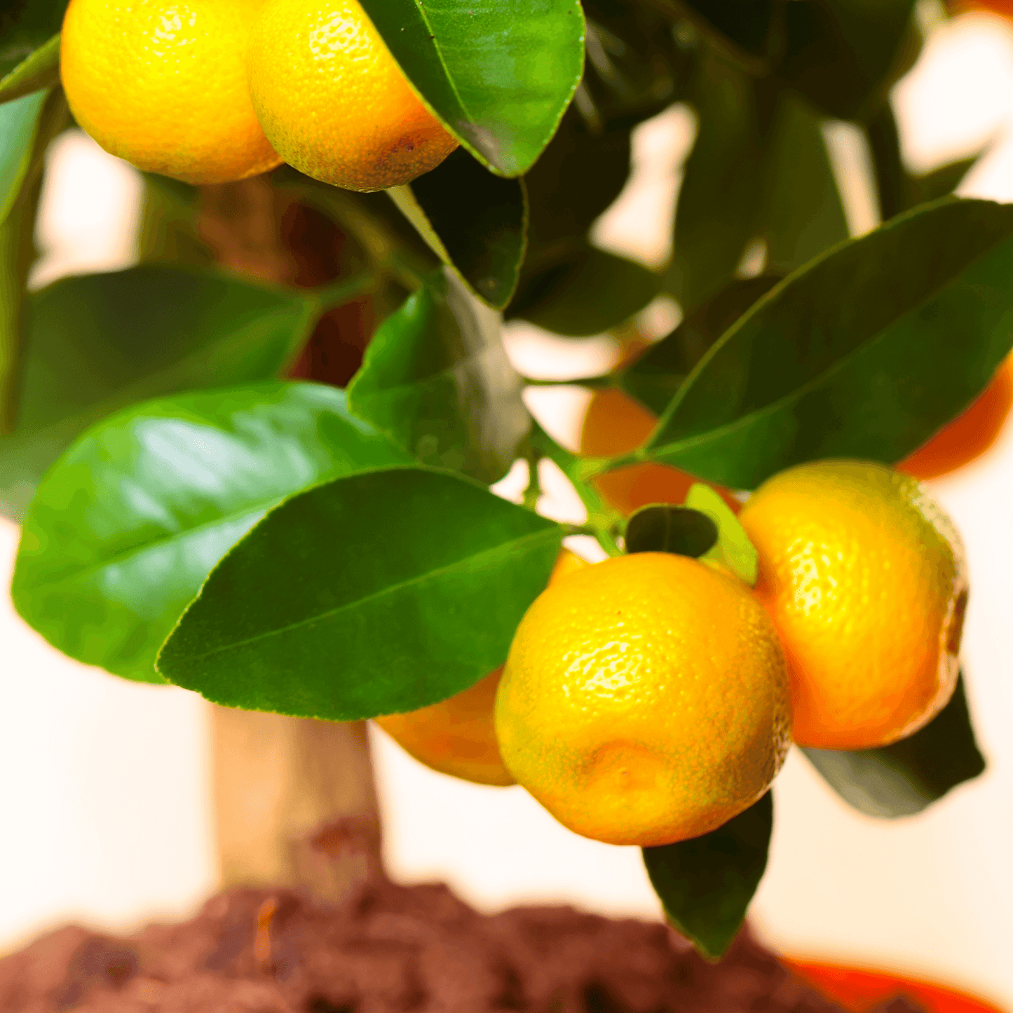 Calamondin Potted Tree - Frank's Fruit Trees