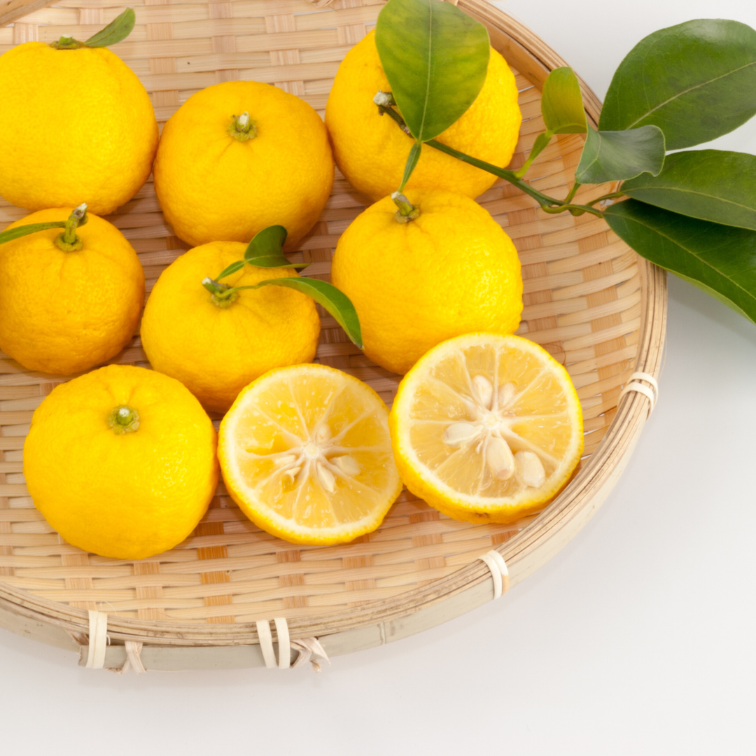 Yuzu Lemon Potted Tree