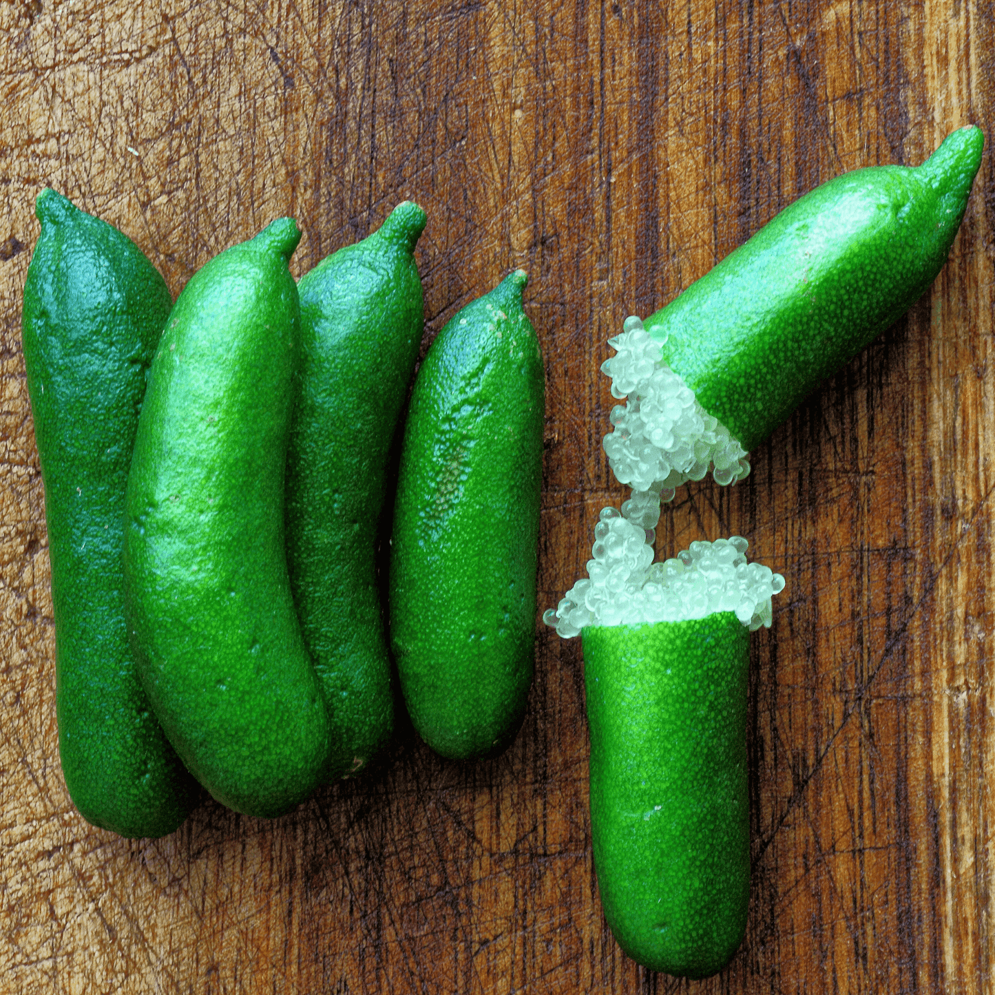 Finger Lime Potted Tree - Frank's Fruit Trees