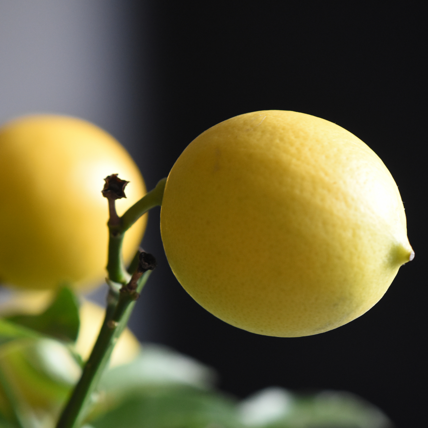 Meyer Lemon Potted Tree - Frank's Fruit Trees