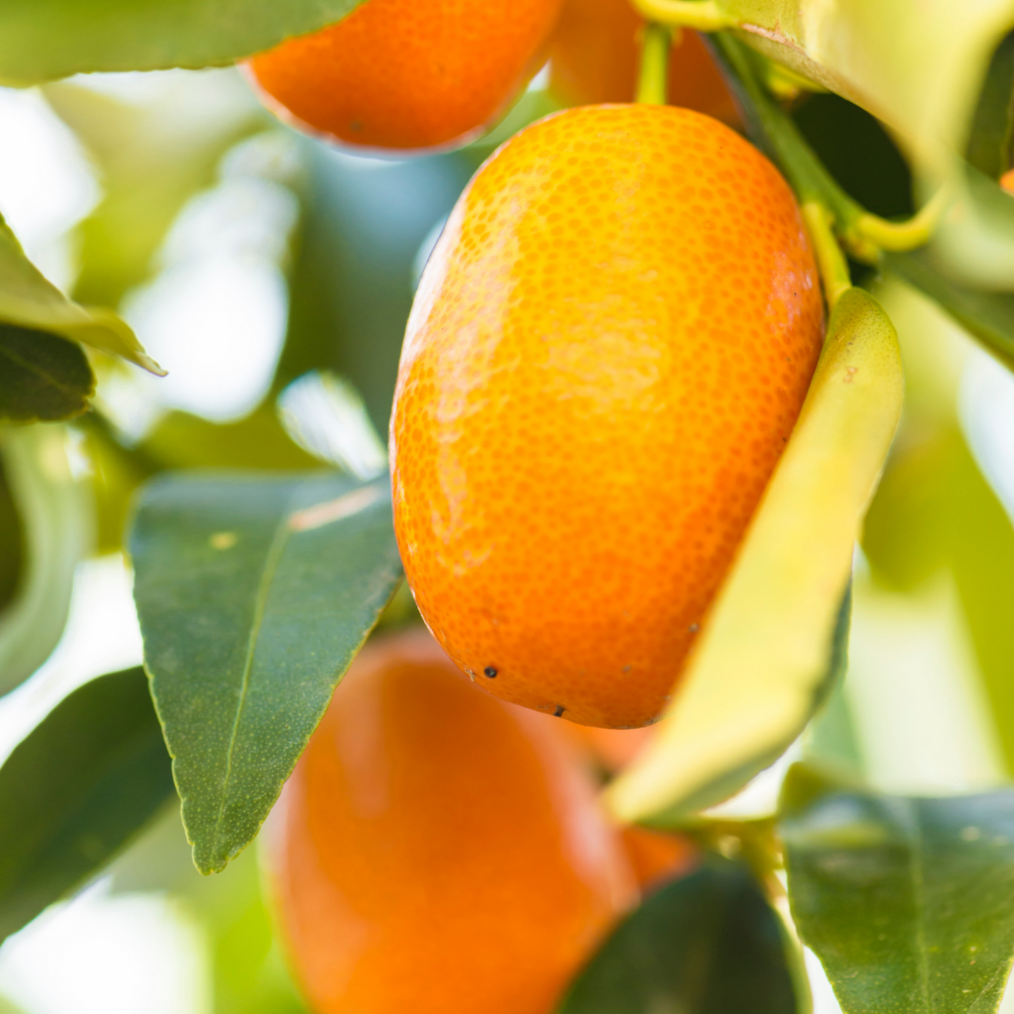 Nagami Kumquat Potted Tree - Frank's Fruit Trees