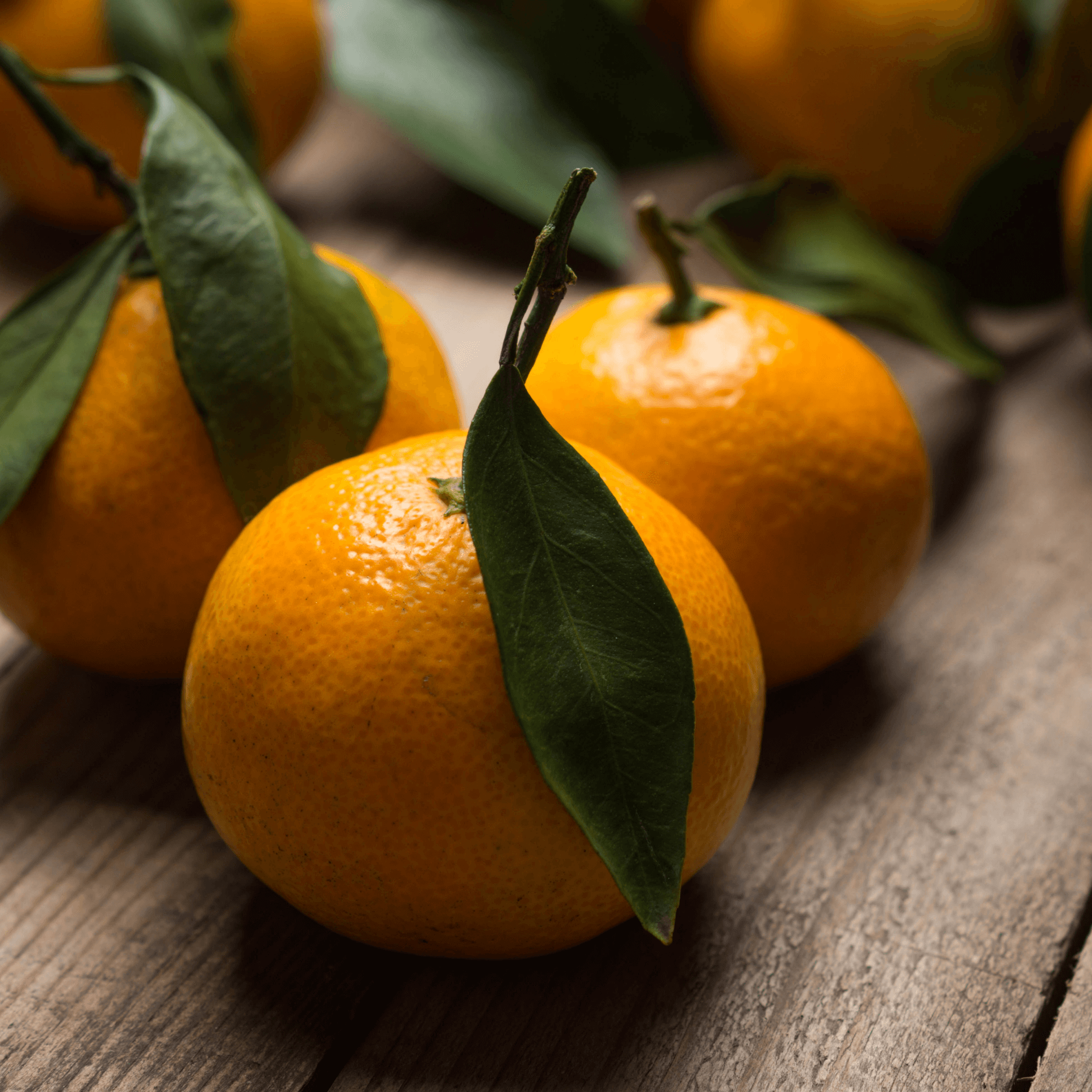 Kishu Mandarin Orange Potted Tree - Frank's Fruit Trees