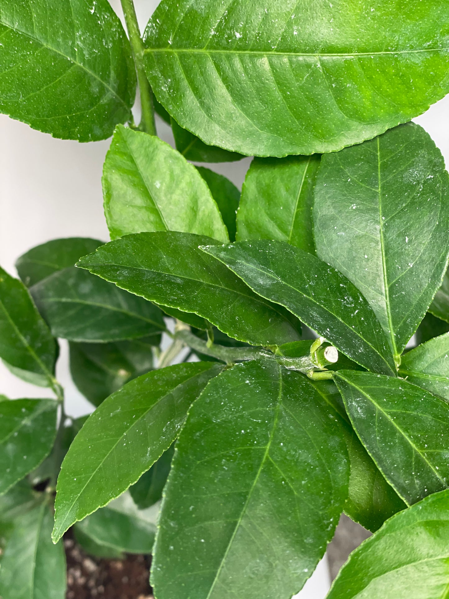 Meyer Lemon Potted Tree - Frank's Fruit Trees