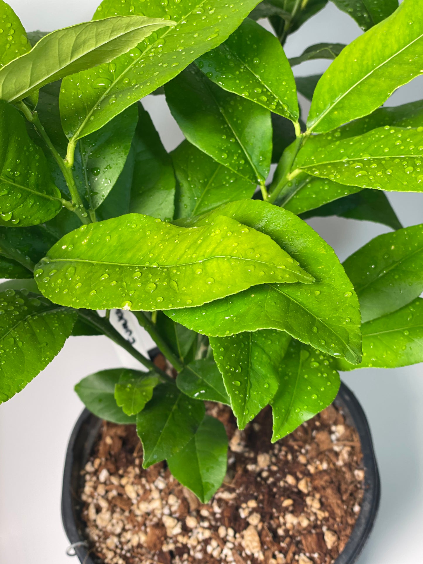 Eureka Lemon Potted Tree - Frank's Fruit Trees