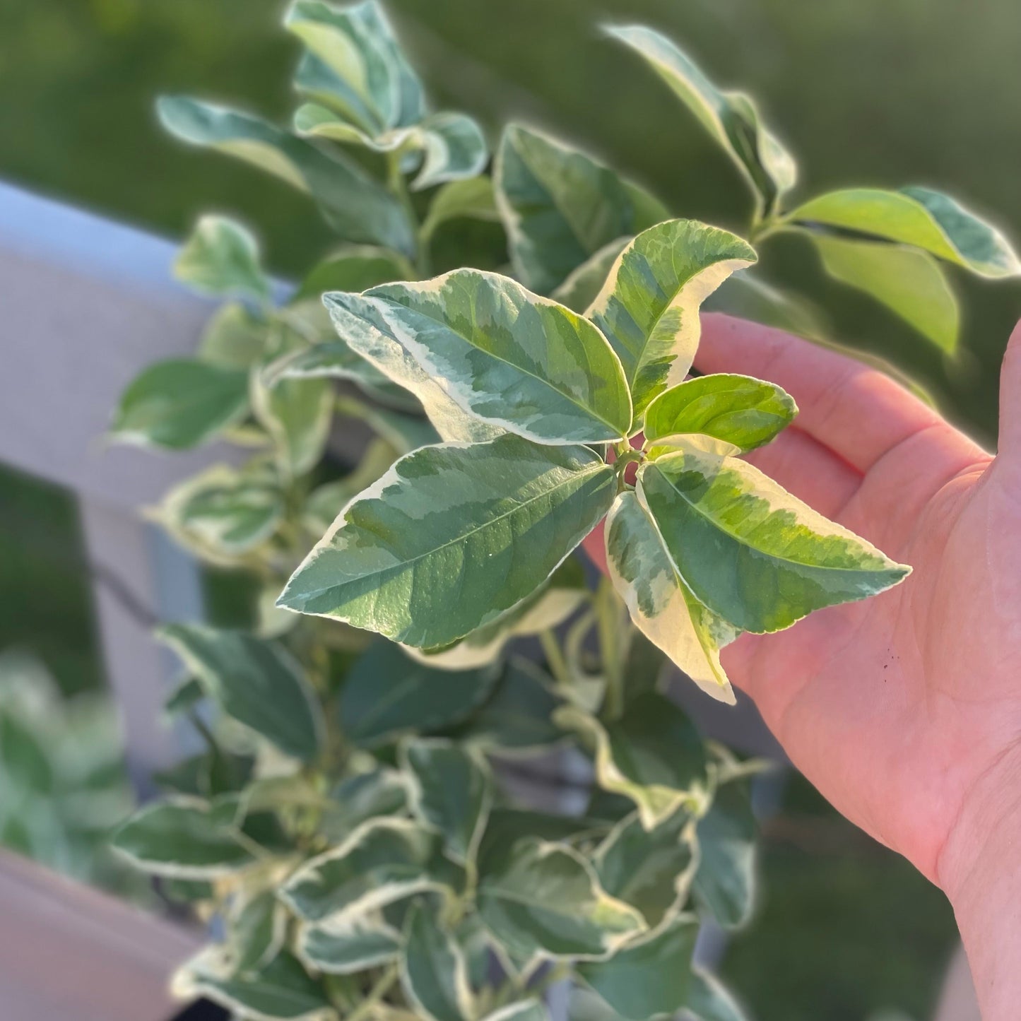 Variegated Pink Eureka Lemon Potted Tree - Frank's Fruit Trees