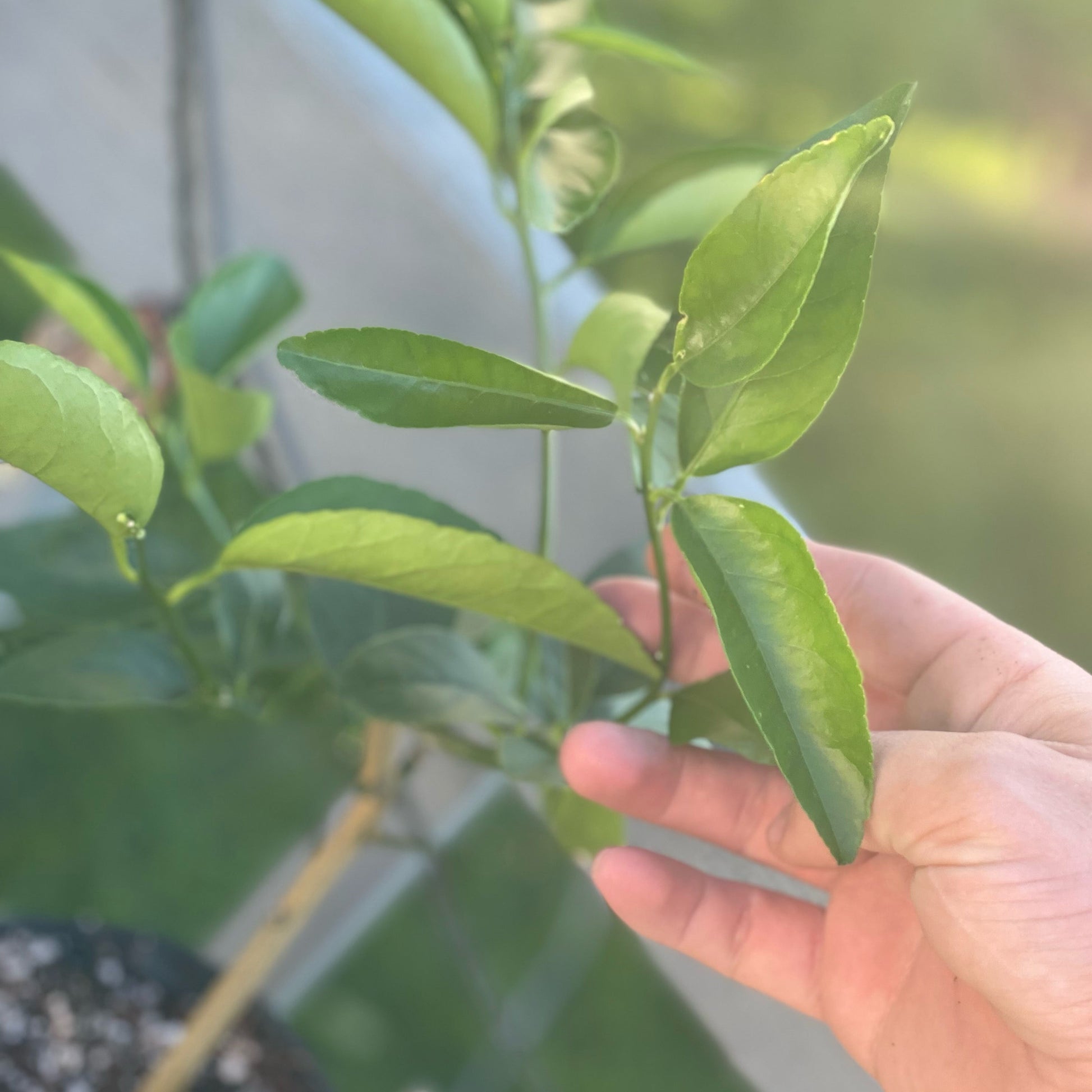 Persian Lime Potted Tree - Frank's Fruit Trees