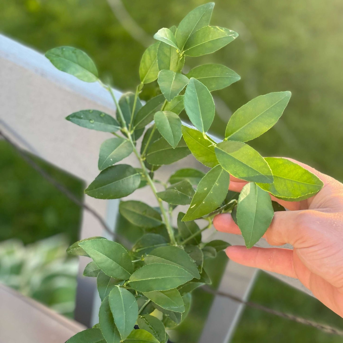 Key Lime Potted Tree - Frank's Fruit Trees