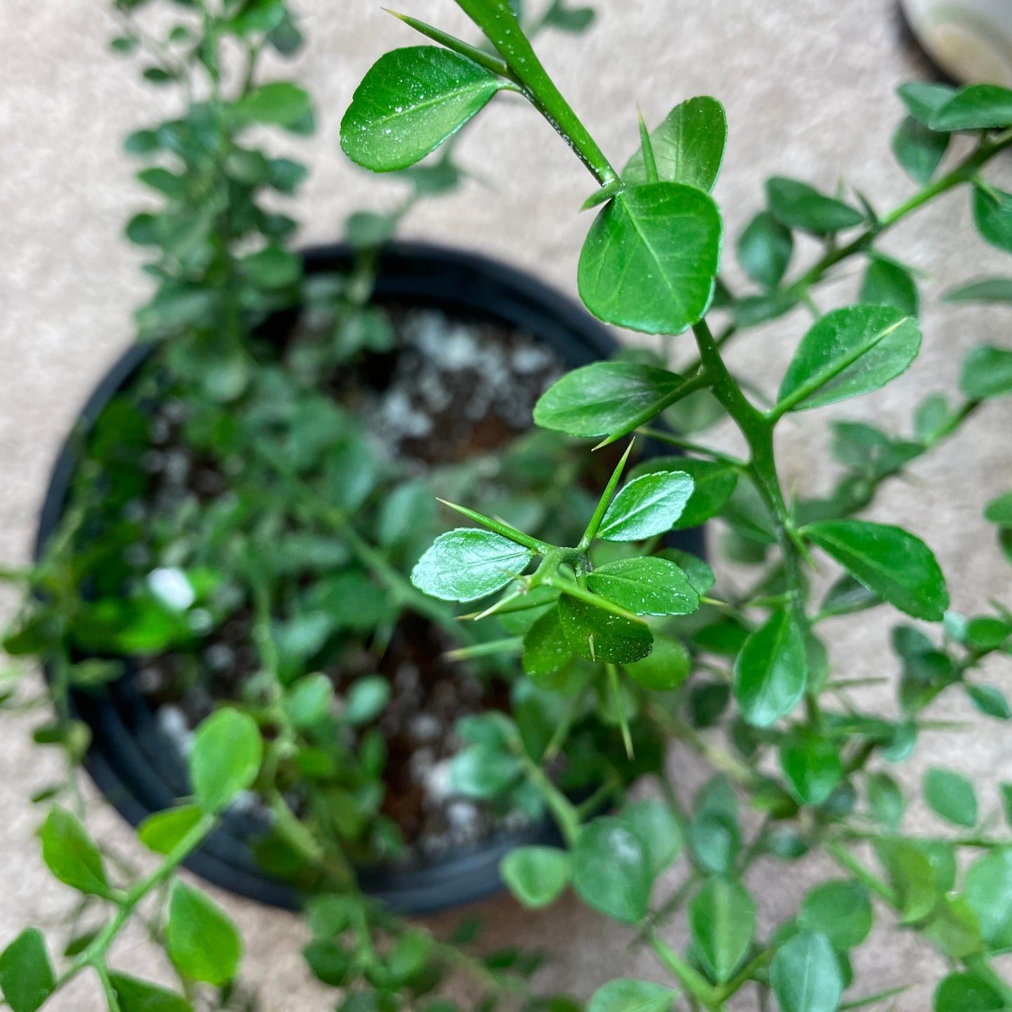 Finger Lime Potted Tree