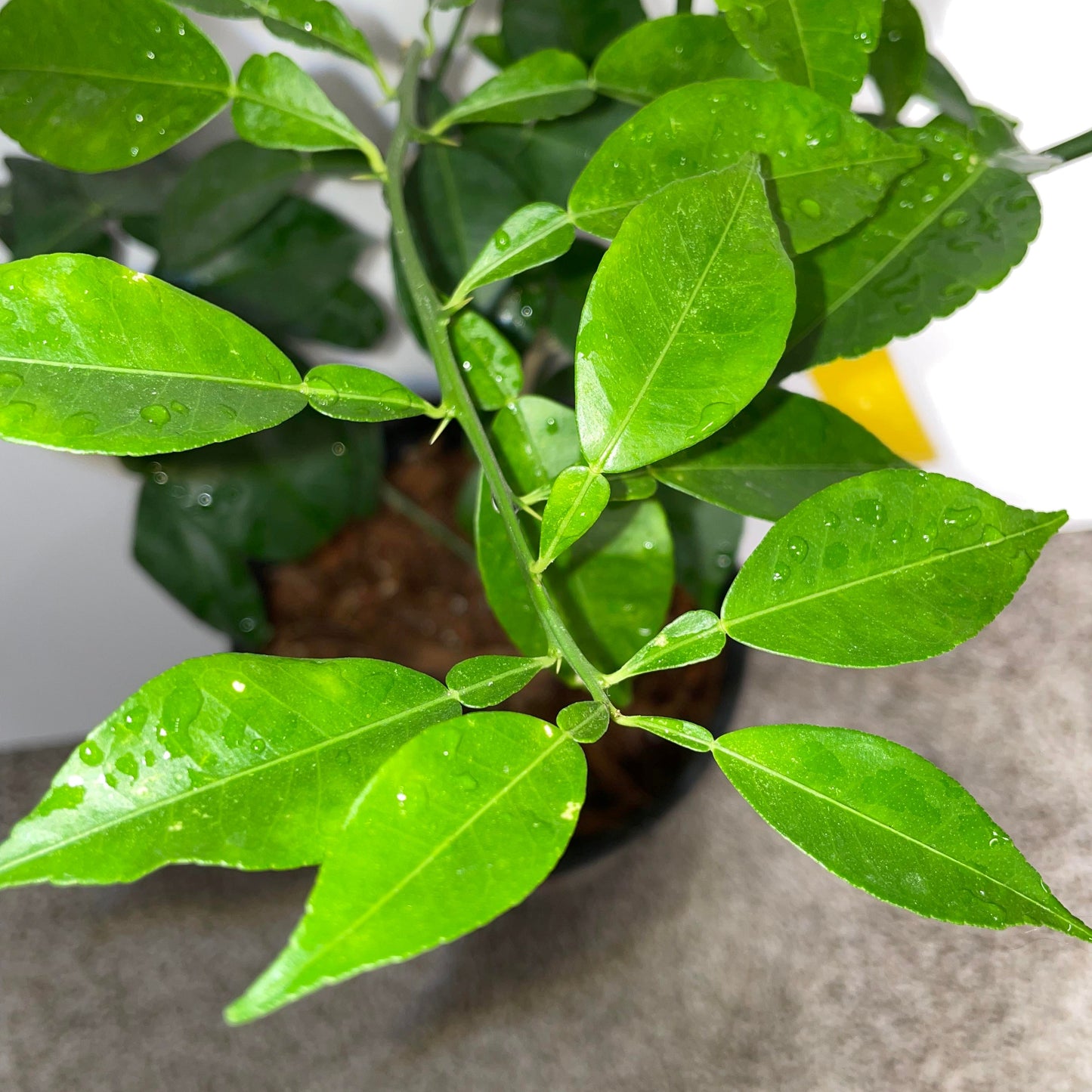 Yuzu Lemon Potted Tree