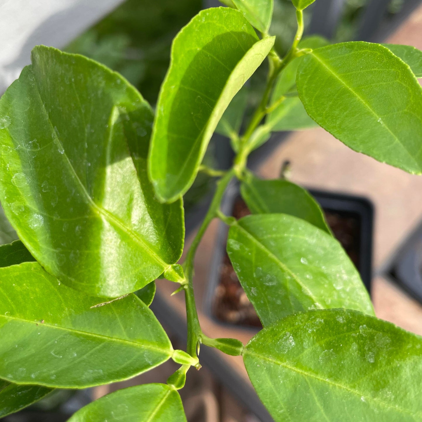 Moro Blood Orange Potted Tree