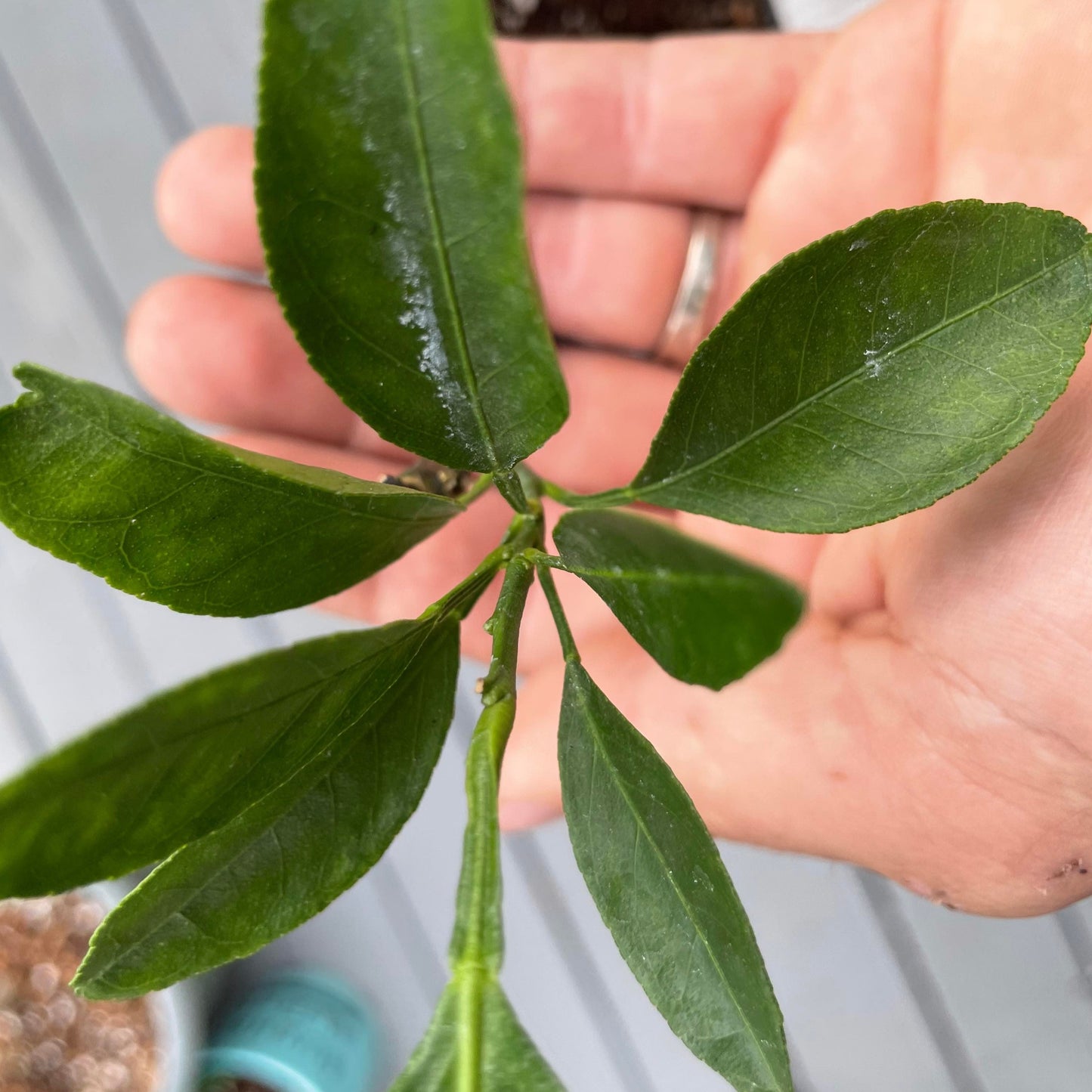 Frost Owari Satsuma Mandarin Potted Tree