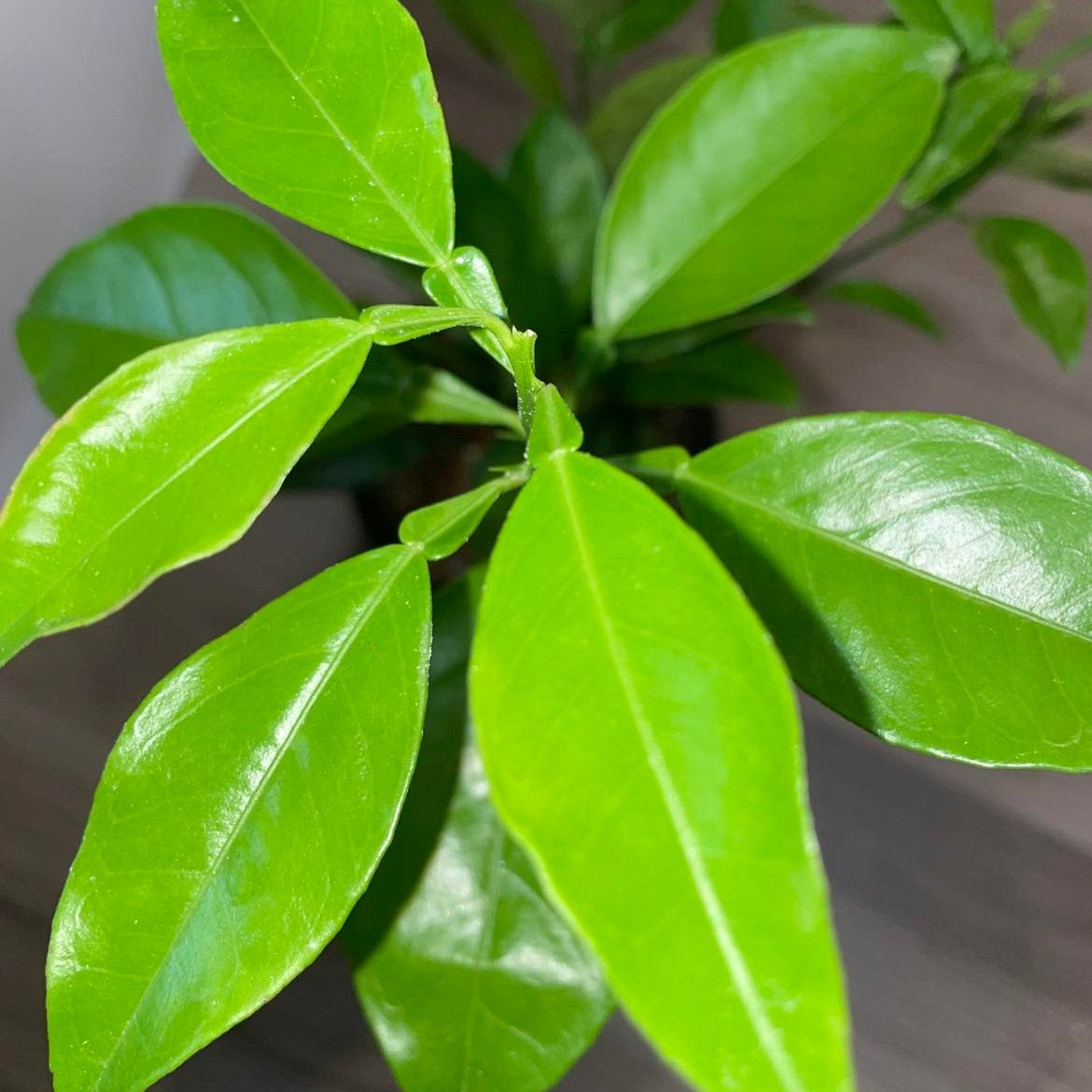 Navel Orange Potted Tree