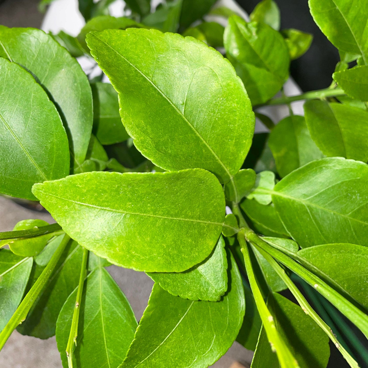 Dwarf Flame Grapefruit Potted Tree