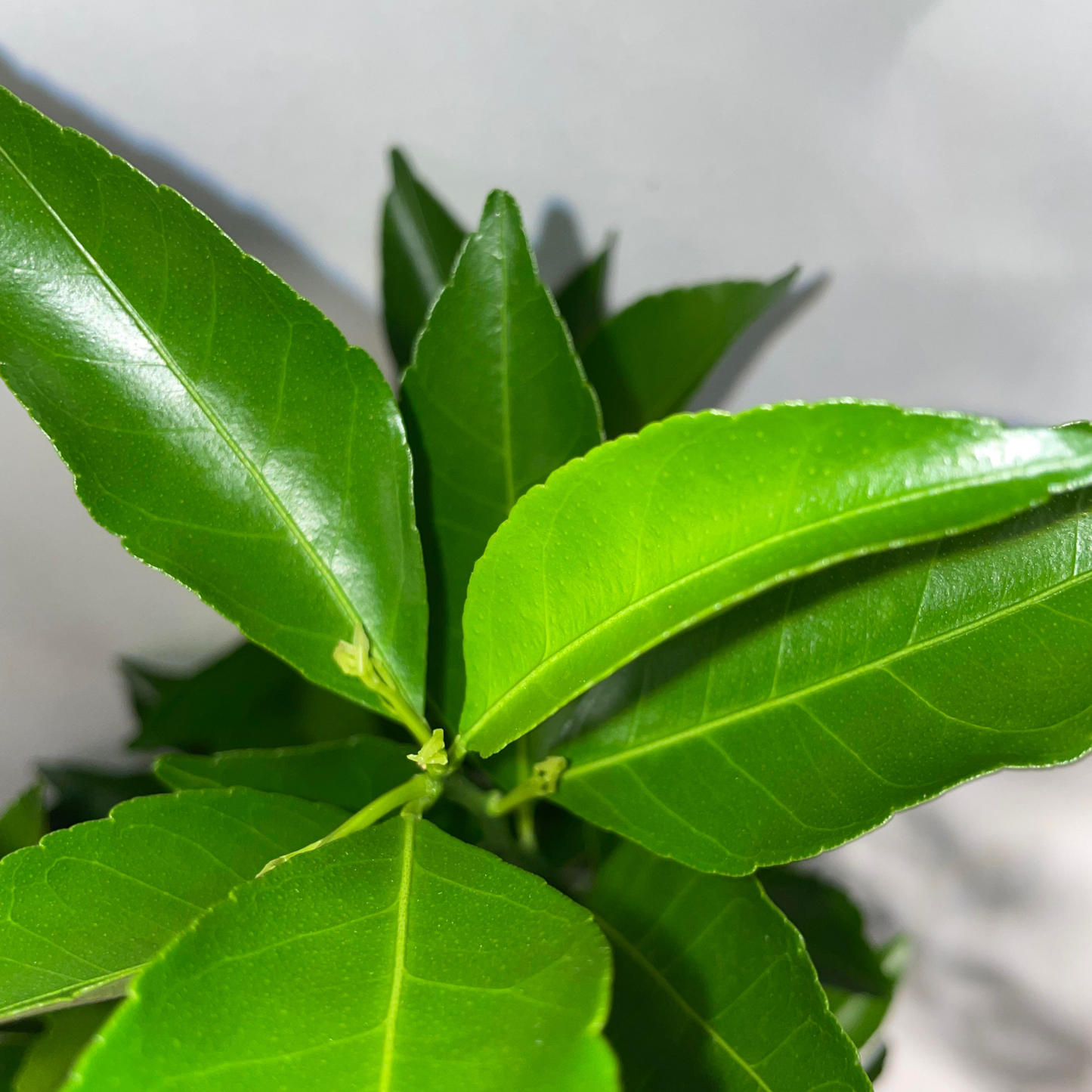 Dwarf Cara Cara Navel Orange Potted Tree