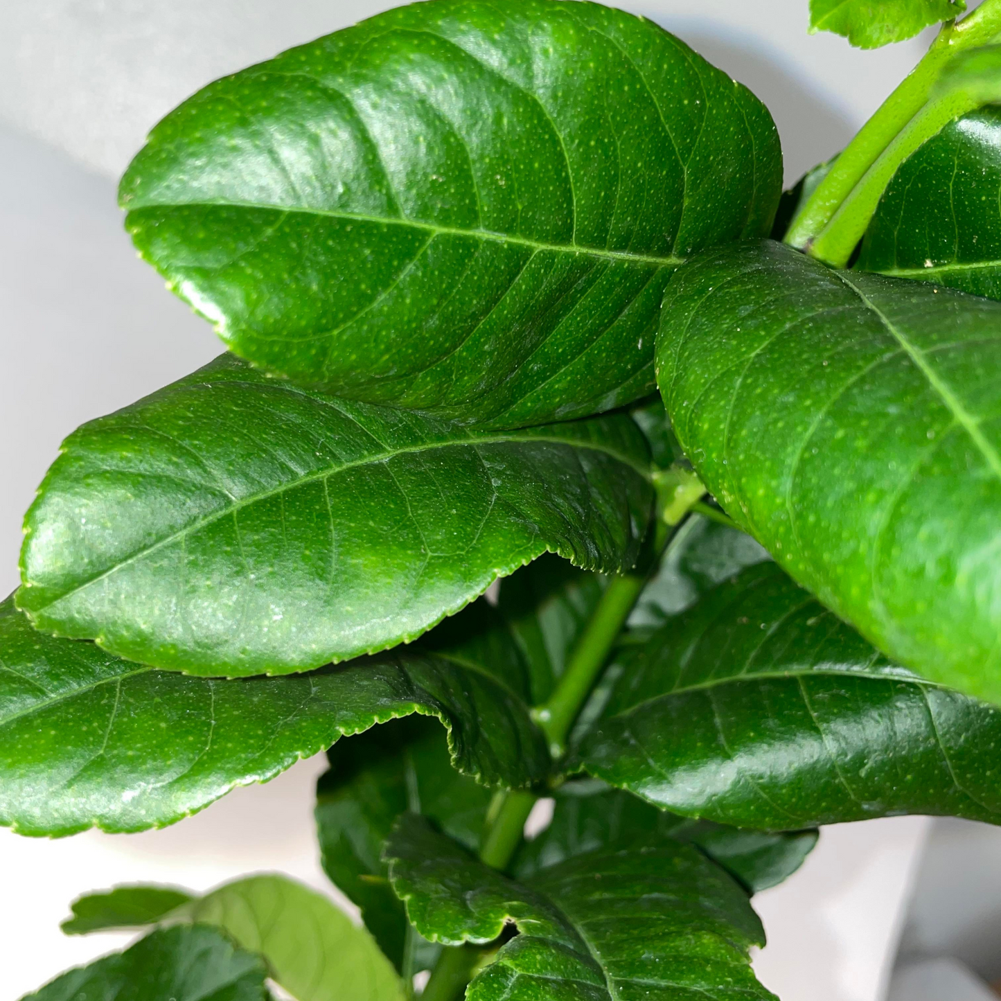 Buddha's Hand Citron Potted Tree