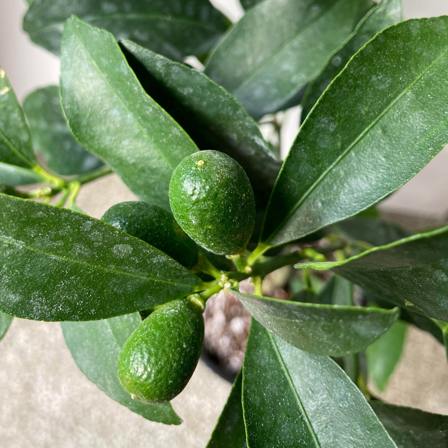 Nagami Kumquat Potted Tree